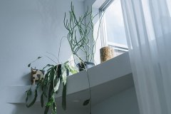 日当たりの良い高窓の棚は、植物たちの特等席。壁に映し出される枝葉のシルエットに癒やされます。